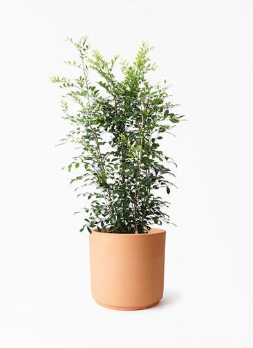 silkjasmine-506_1.jpg?1724315474