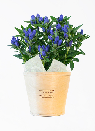 ds-iwate-gentian-iwateotome-