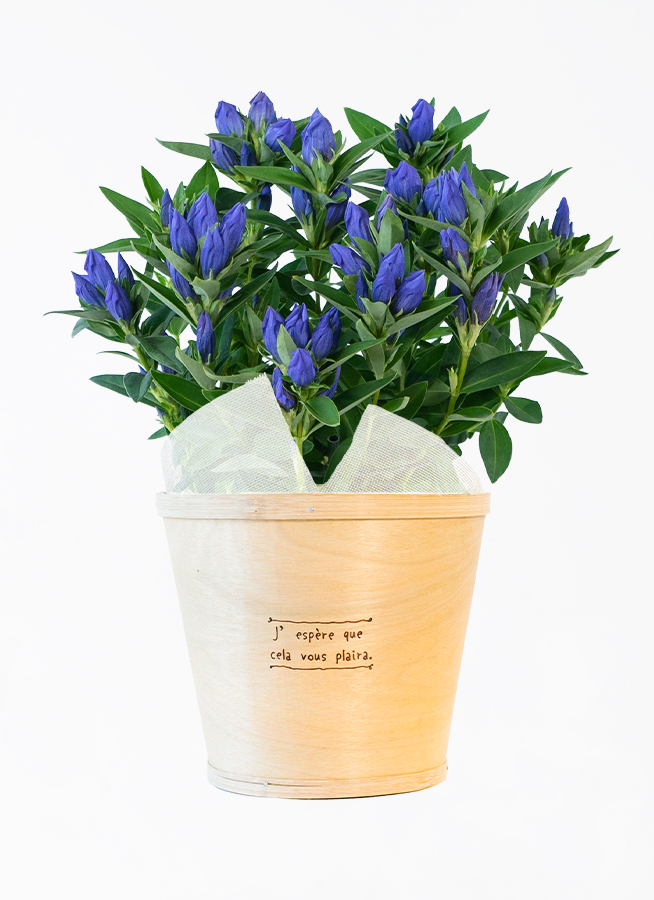 鉢花 BlueMN 青色（ブルー）の鉢植えのお花 | 鉢植えのお花ならHitoHana（ひとはな）