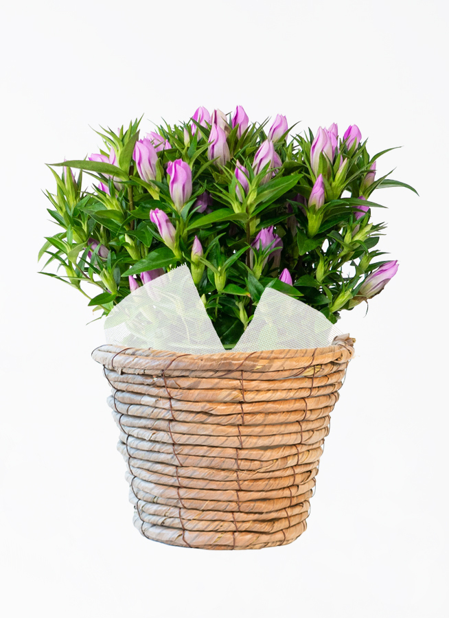 ds-iwate-gentian-