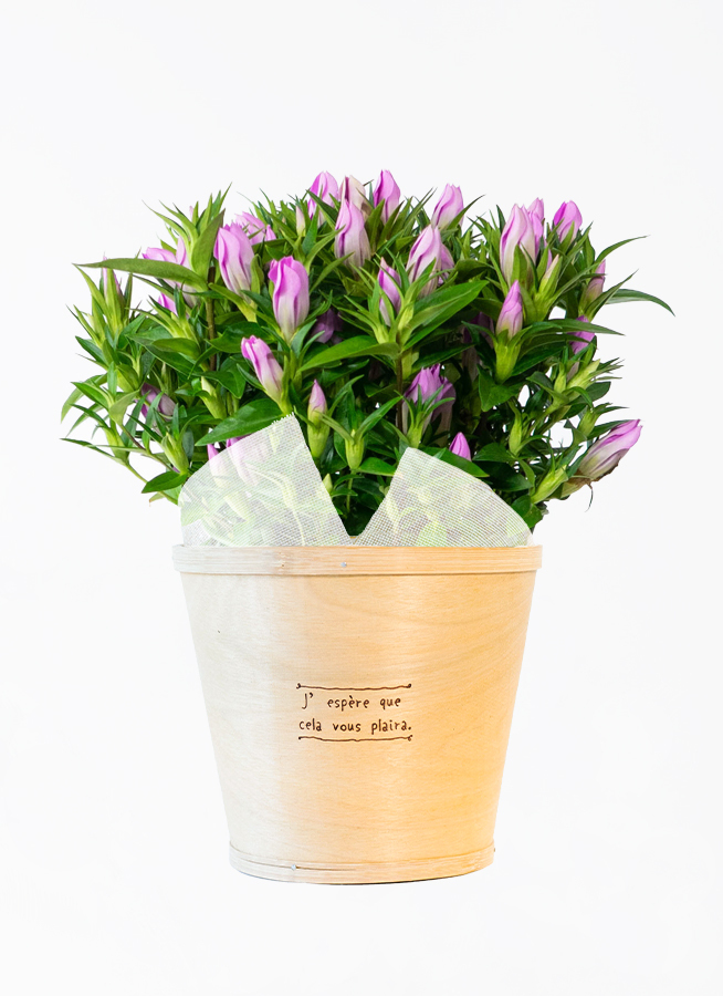 イッペー。花。ピンク。観葉植物。鉢ごと無料で発送致します。 観葉植物 アンスリウム 7号 ピンク プラスチック鉢 | 観葉植物