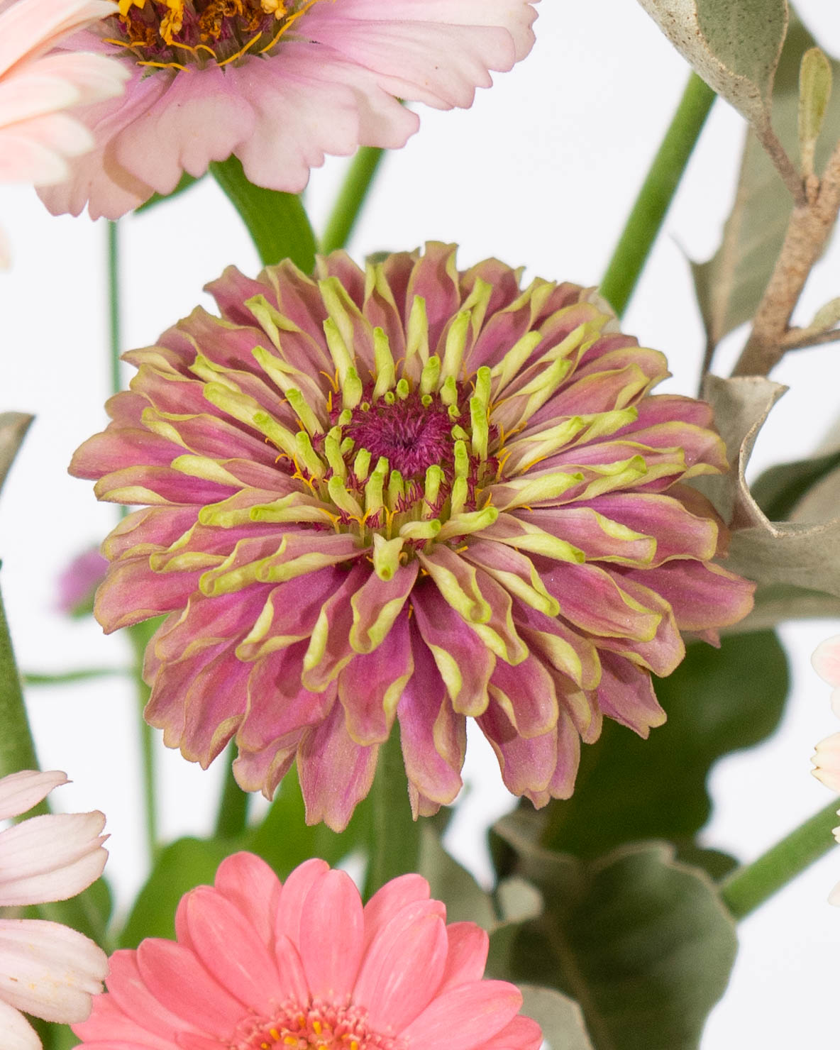 カーネーション ピンク | ハナノヒmarket｜旬のお花を市場や生産