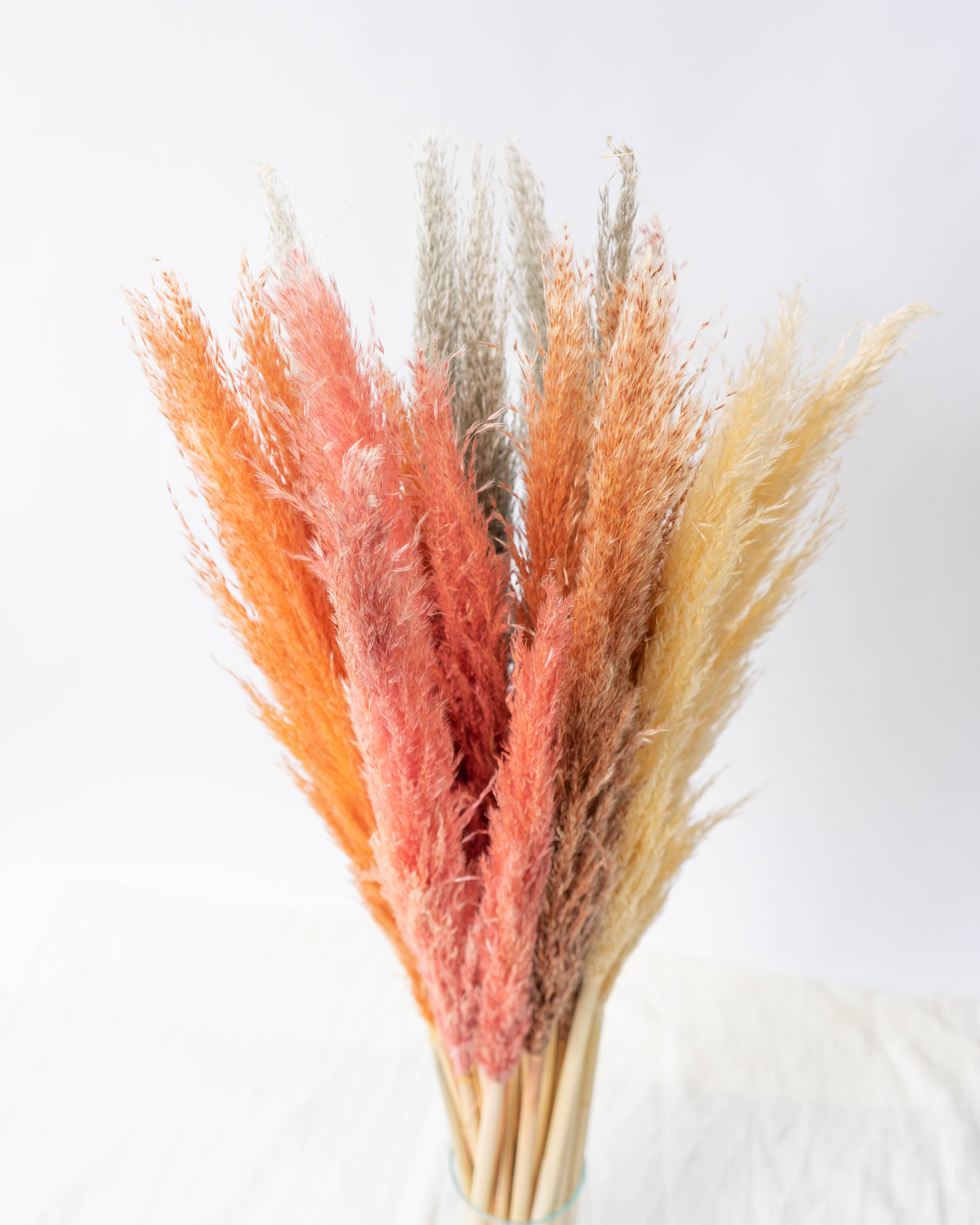 産地直送 パンパスグラス コーラル (10本)／熊本 オザキノウエンからお