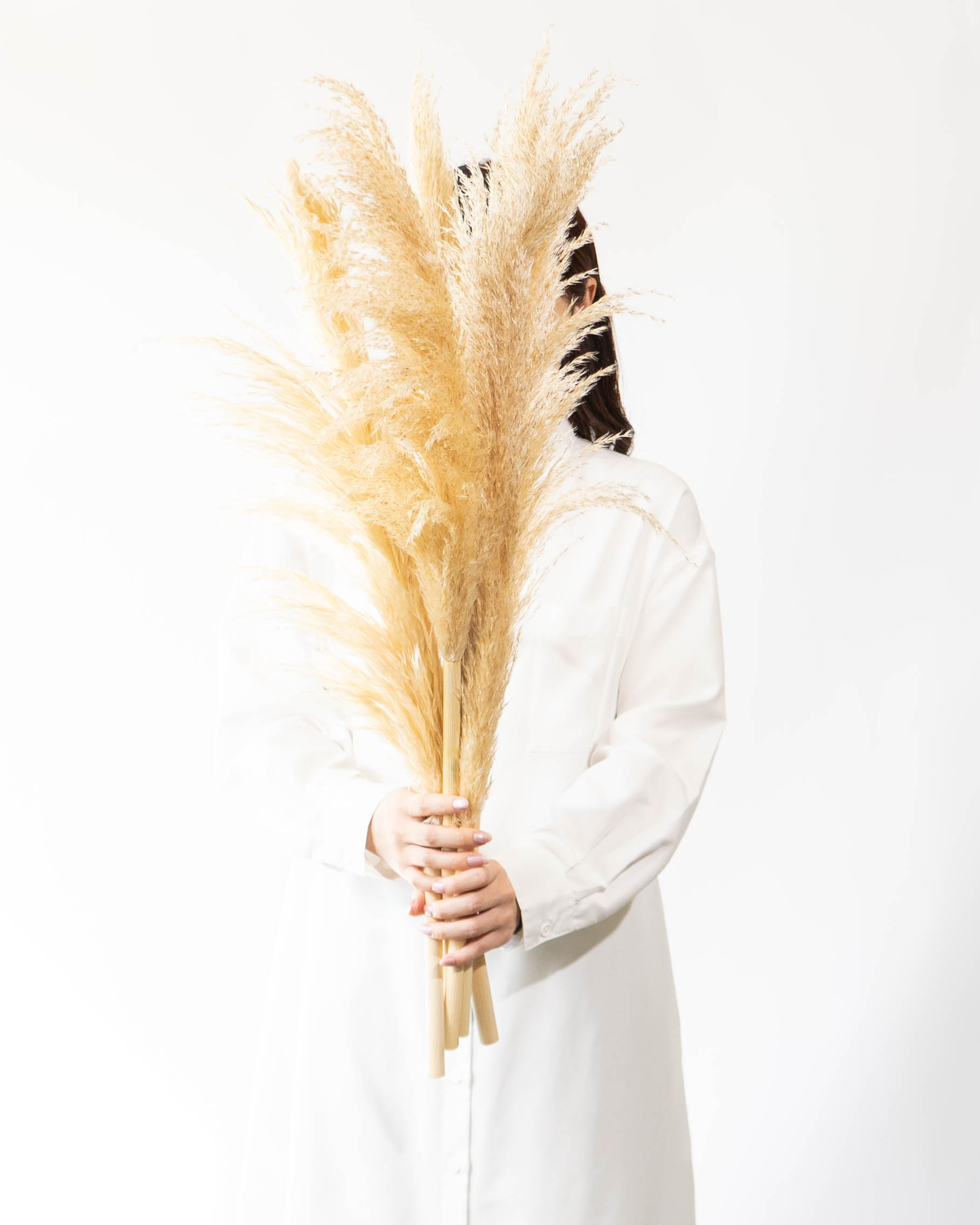 産地直送 パンパスグラス 花束 （5本入り）／宮城 丹野さんからお届け