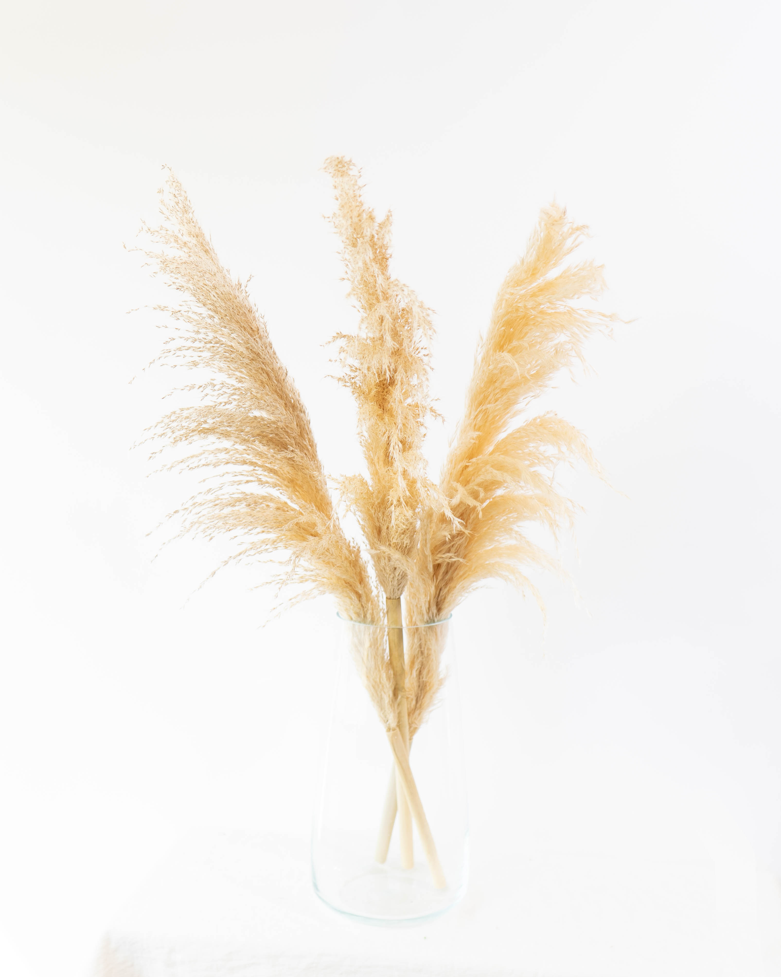 産地直送 パンパスグラス 花束 （3本入り）／宮城 丹野さんからお届け