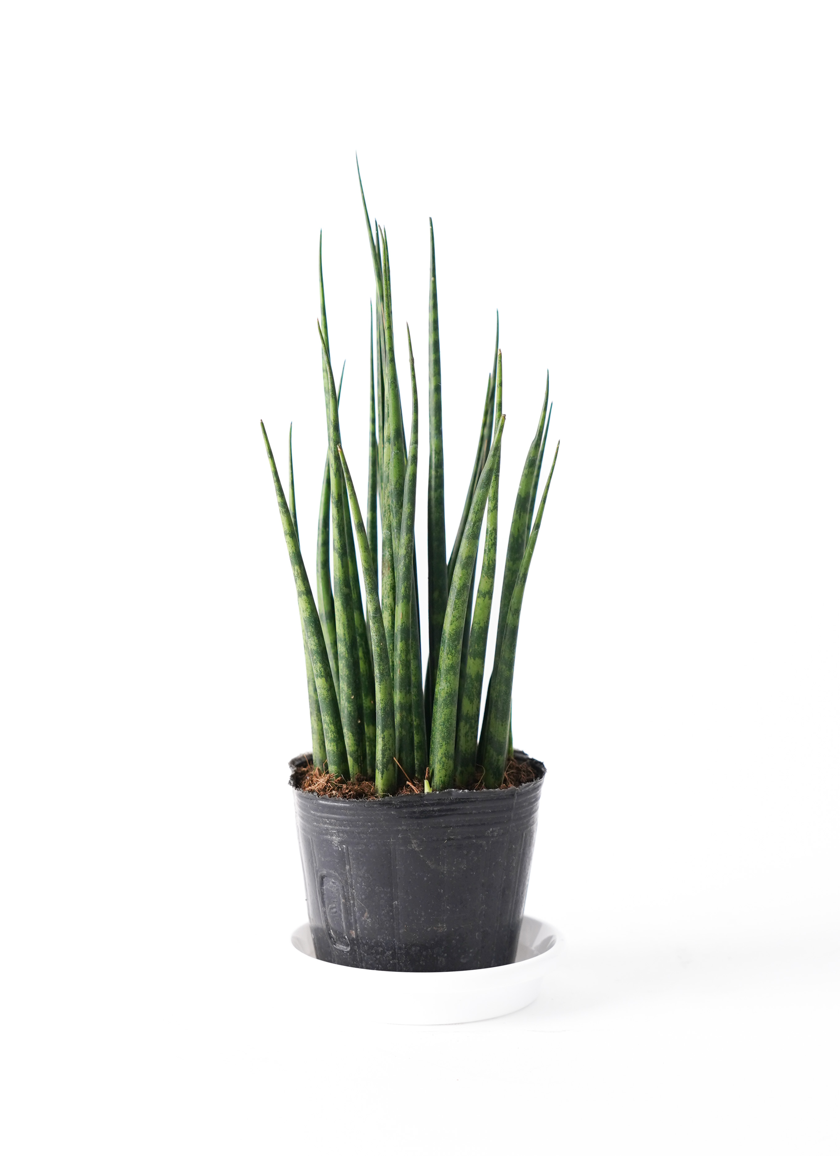 観葉植物 サンスベリア 3号 ミカド アダ キューブ 11 付き | 観葉植物