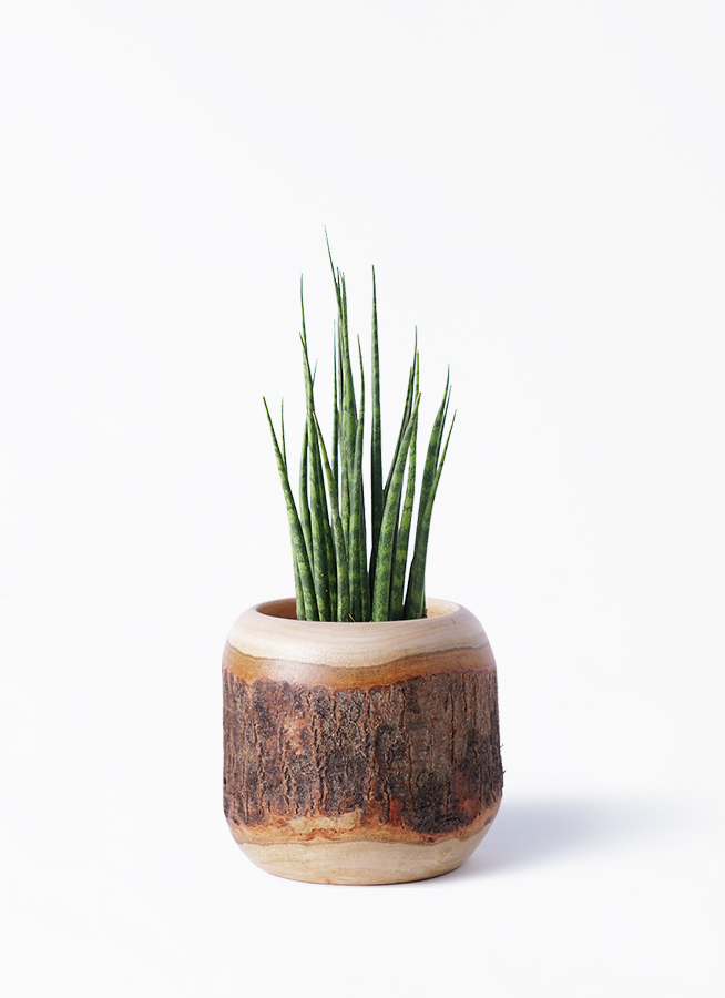 観葉植物 サンスベリア 3号 ミカド ハンナ11 W ホワイト 付き