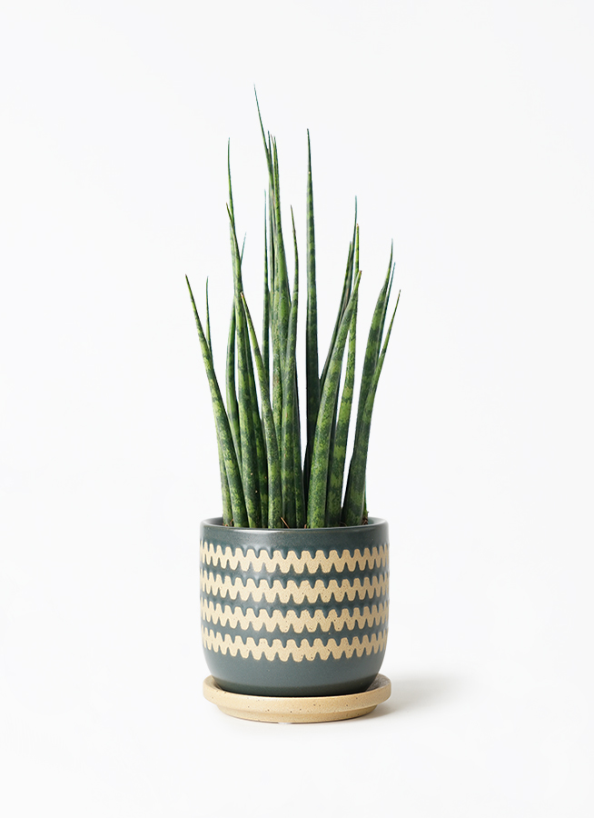 sansevieria-mikado-40_1.jpg?