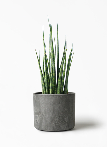 よしにゃあ 【最高級 極上特級株】 スノーホワイト　サンスベリア sansevieria-mikado-36_1.jpg?