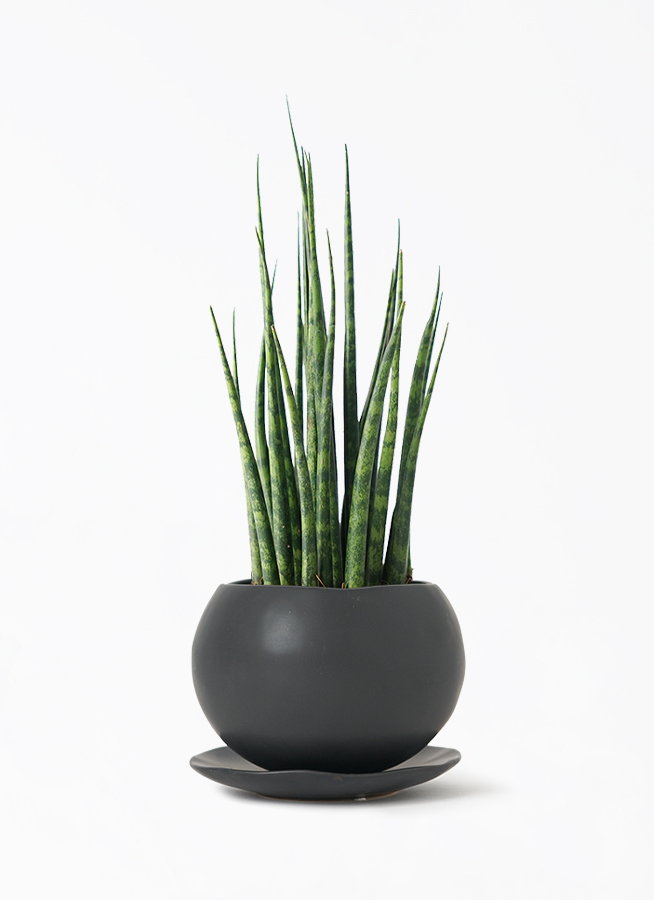観葉植物 サンスベリア 3号 ミカド マリナ 黒 L 付き | 観葉植物なら