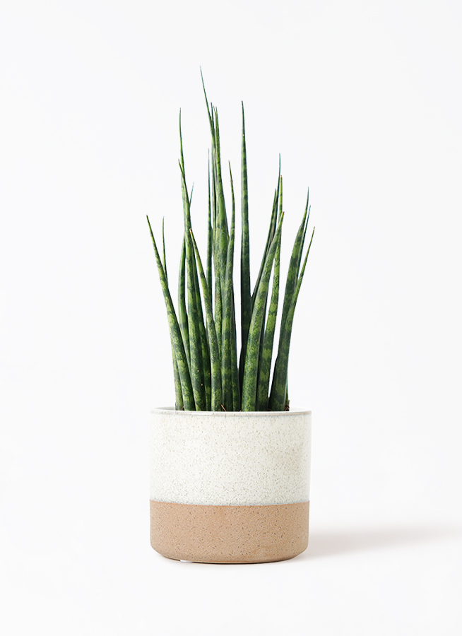 サンスベリマーシャンダ ホワイト