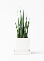 sansevieria-mikado-19_1.jpg?