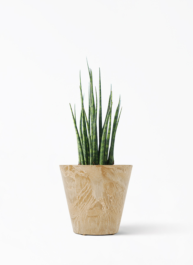 観葉植物 サンスベリア 3号 ミカド アートストーン グレー 付き | 観葉