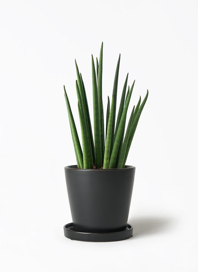 sansevieria-bacularis-44_1.jpg