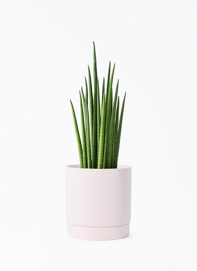 sansevieria-bacularis-125_1.