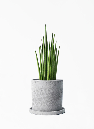 サンバリア sansevieria-bacularis-114_1.