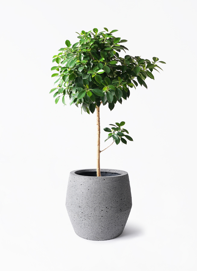 観葉植物 フィカス ナナ 7号 パボ ジャー ラテルストーン 付き | 観葉