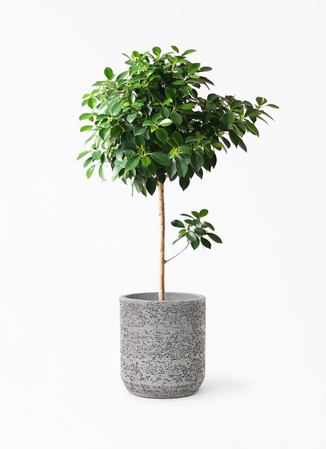 観葉植物 フィカス ナナ 7号 プラスチック鉢 | 観葉植物ならHitoHana