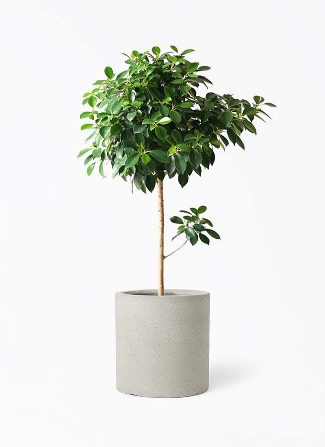 観葉植物 フィカス ナナ 7号 プラスチック鉢 | 観葉植物ならHitoHana