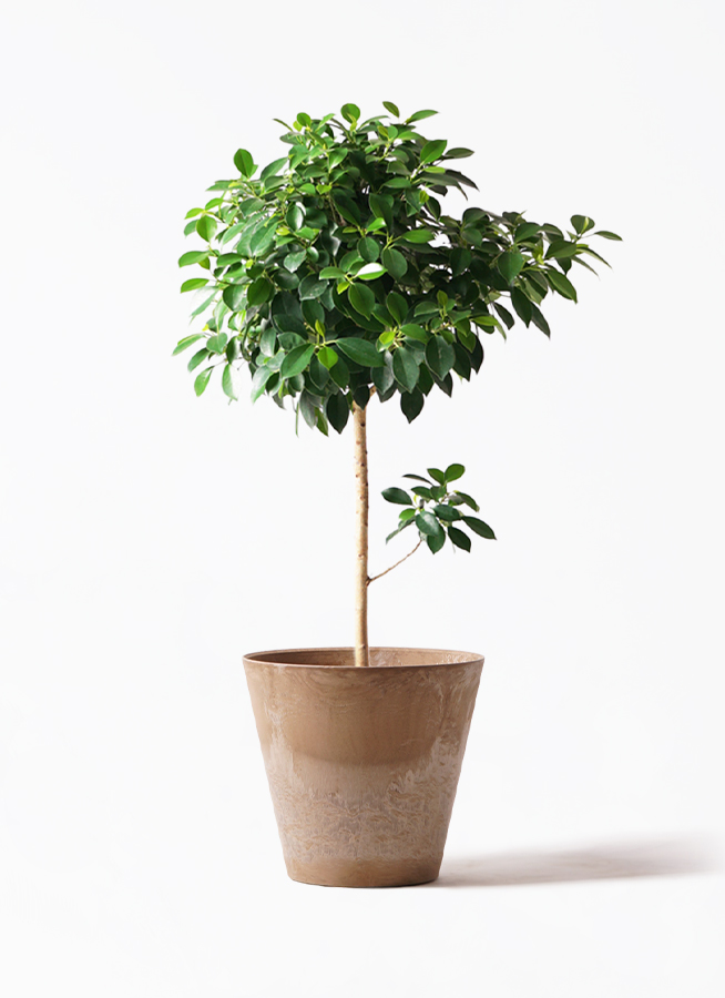 その他観葉植物 kona 観葉植物 ドラセナ パープルコンパクタ 8号 セドナロング 墨