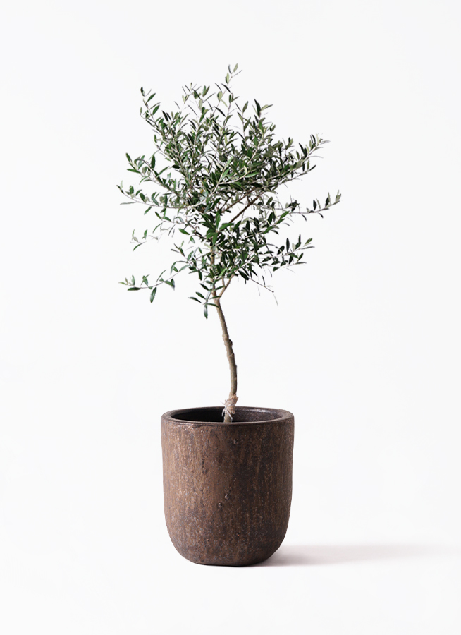 観葉植物 オリーブの木 7号 創樹 ビトロ ウーヌム コッパー釉 付き