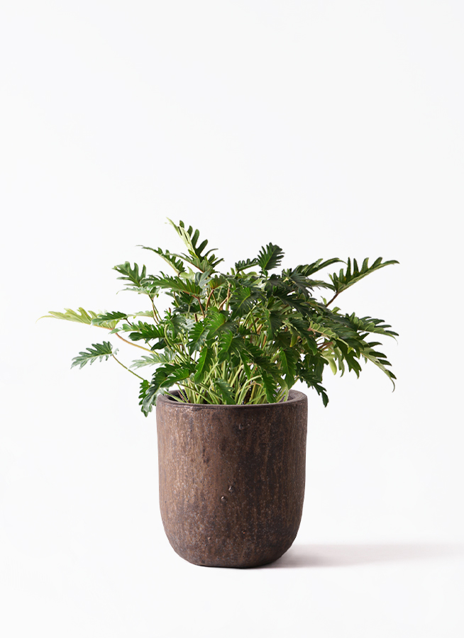 観葉植物 フィロデンドロン 7号 オージー（クッカバラ） ビトロ