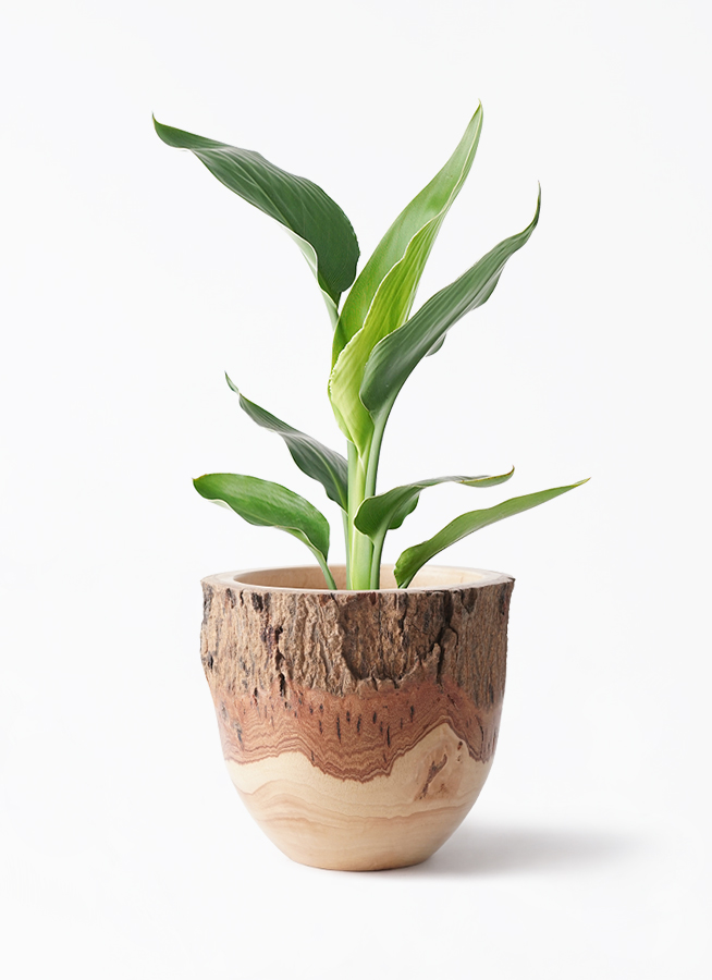 観葉植物 ストレリチア (ストレチア) レギネ 6号 エコストーン