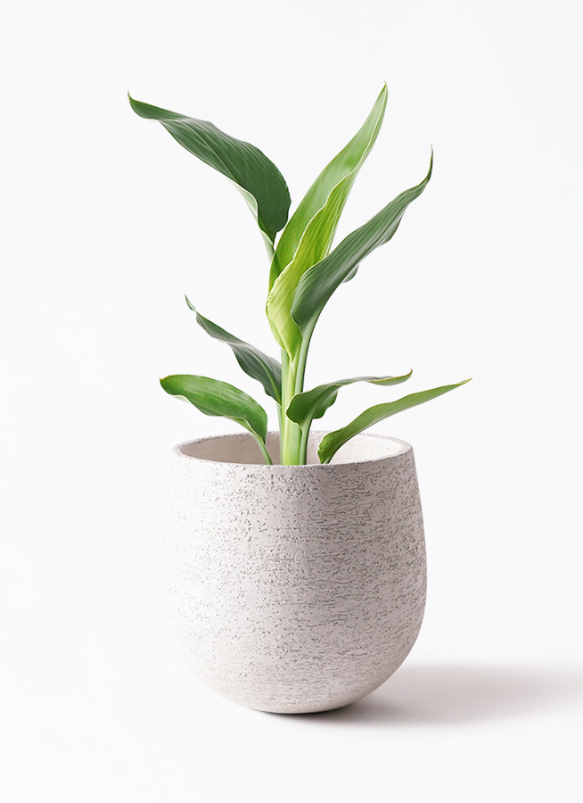 観葉植物 ストレリチア (ストレチア) レギネ 6号 ラスターポット