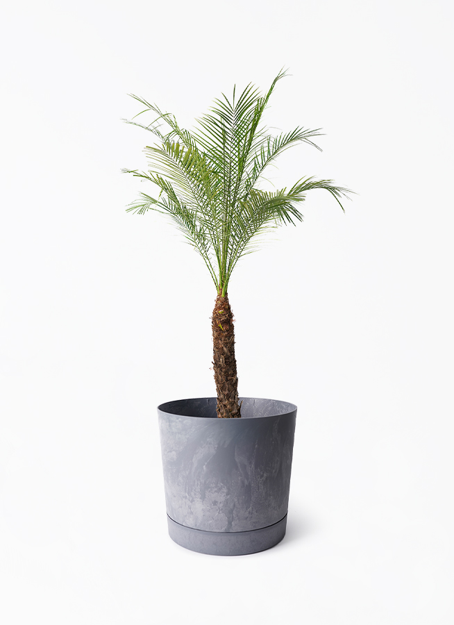 フェニックスロベレニー | 観葉植物の通販ならHitoHana（ひとはな）