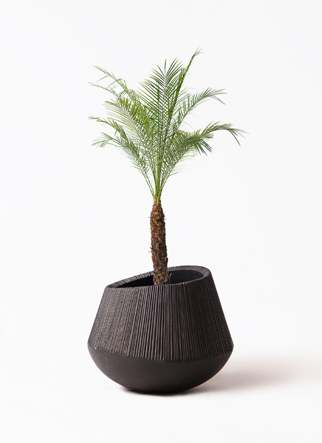 観葉植物 フェニックスロベレニー 8号 エディラウンド 黒 付き 観葉植物 フェニックスロベレニー 8号 エディラウンド 黒 付き