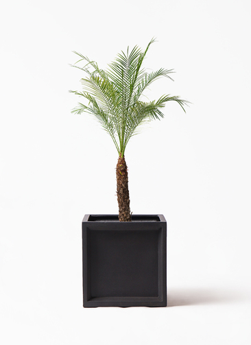 phoenix-roebelenii-63_1.jpg?