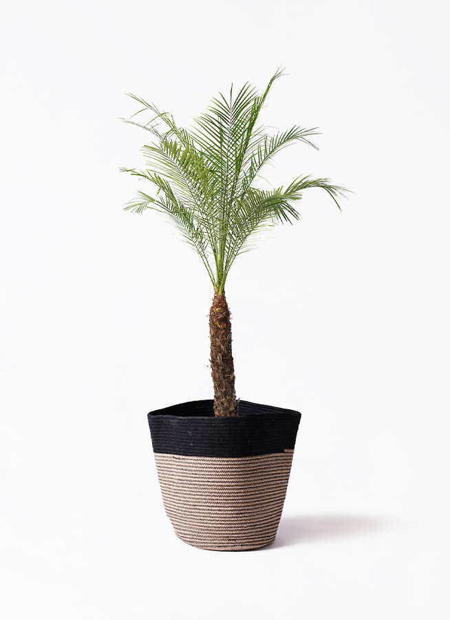 フェニックスロベレニー | 観葉植物の通販ならHitoHana（ひとはな）