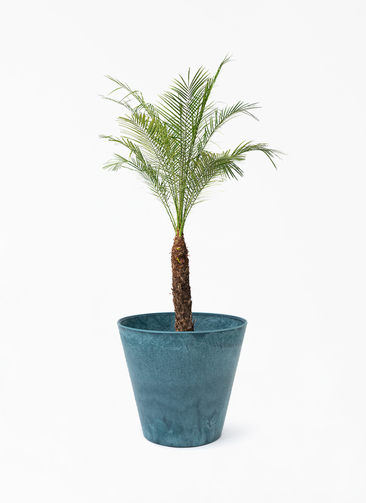 タ*ロ様 フェニックス・ロベレニー 1本立ち 葉先80cm 希少株 観葉植物 フェニックスロベレニー 8号 プラスチック鉢 | 観葉