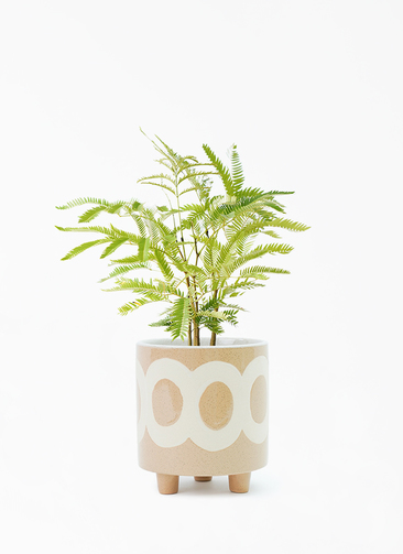 観葉植物 エバーフレッシュ 4号 ボサ造り ラダ 15 B ベージュ 付き 