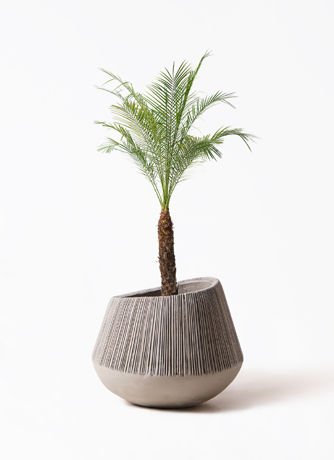 ①　フェニックス　ロベレニー　８号　特大苗木最高等級極上品‼️ 観葉植物 フェニックスロベレニー 8号 エディラウンド グレイ