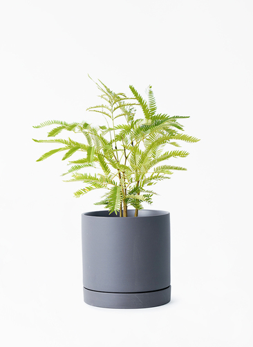 観葉植物 エバーフレッシュ 4号 ボサ造り ルーツ 15 K ブラック 付き