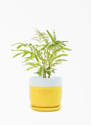 観葉植物 エバーフレッシュ 4号 ボサ造り レーニ 14 イエロー 付き