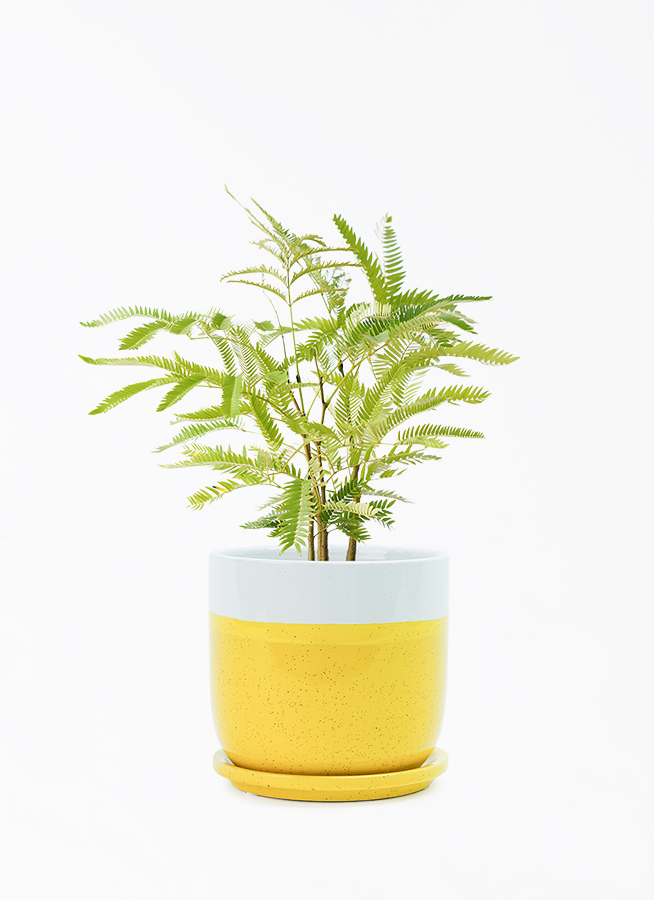 エバーフレッシュ 4号 | 観葉植物 | インテリアやギフトに