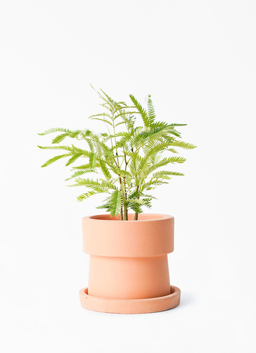 観葉植物 エバーフレッシュ 4号 ボサ造り ヘルガ 15 付き | 観葉植物 
