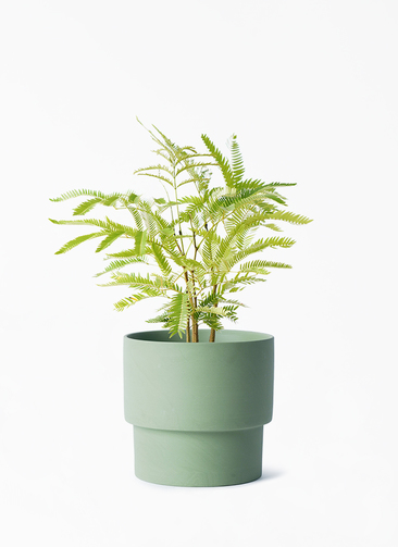 観葉植物 エバーフレッシュ 鉢植え 観葉植物 エバーフレッシュ 4号 ボサ造り エメリ 14 G グリーン 付き