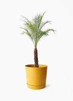 フェニックスロベレニー | 観葉植物の通販ならHitoHana（ひとはな）