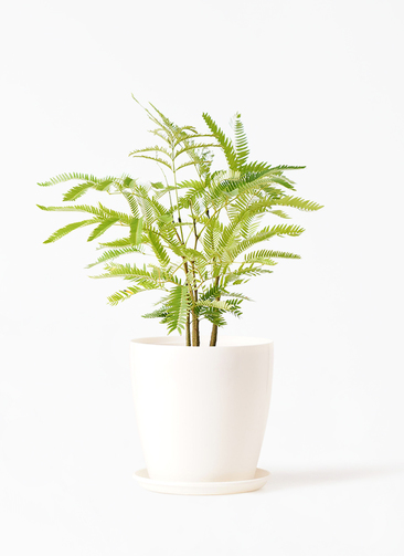 観葉植物 エバーフレッシュ 4号 ボサ造りラスターポット 付き