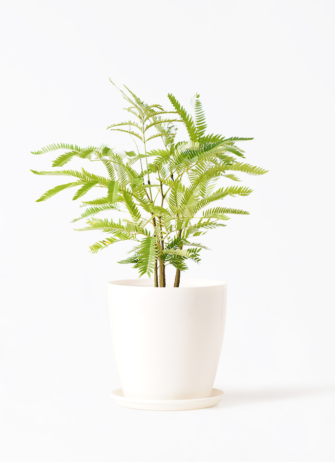 観葉植物 エバーフレッシュ 4号 ボサ造りラスターポット 付き | 観葉