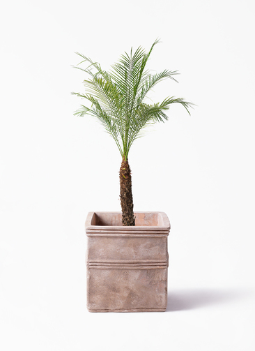 phoenix-roebelenii-35_1.jpg?