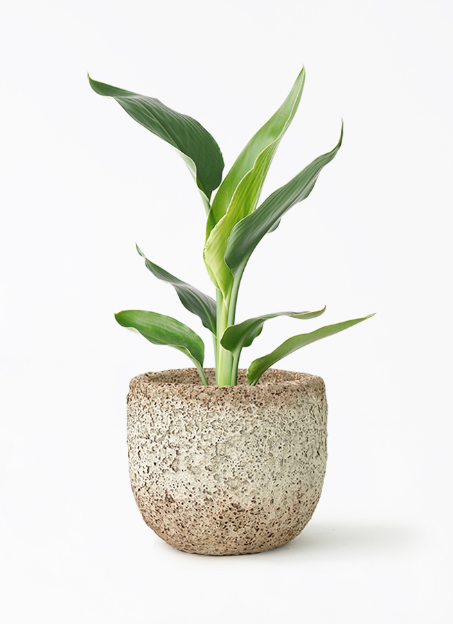 ⑥　ストレリチアレギネ　7号　2株植え　最高等級　美形 ⑥ ストレリチアレギネ 7号 2株植え 最高等級 美形 - メルカリ