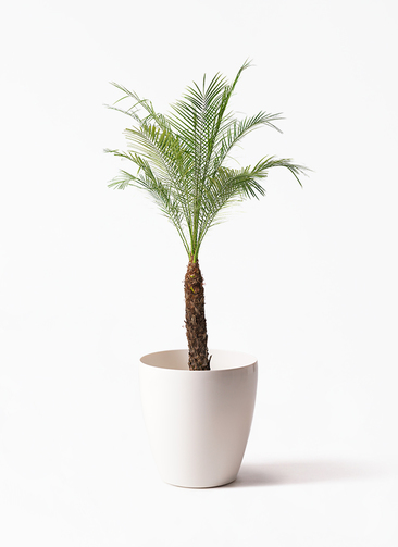 フェニックス・ロベレニー 3本立ち 鉢付き 鉢皿サービス 南国インテリ フェニックス・ロベレニー 3本立ち 鉢付き 鉢皿サービス 南国インテリア