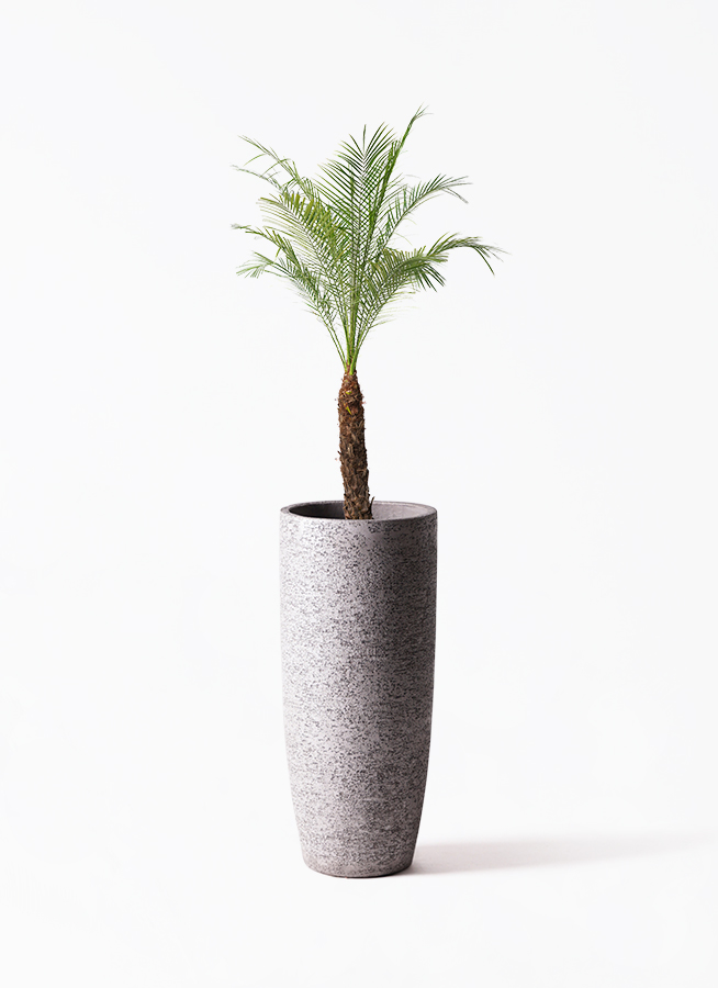 フェニックスロベレニー | 観葉植物の通販ならHitoHana（ひとはな）