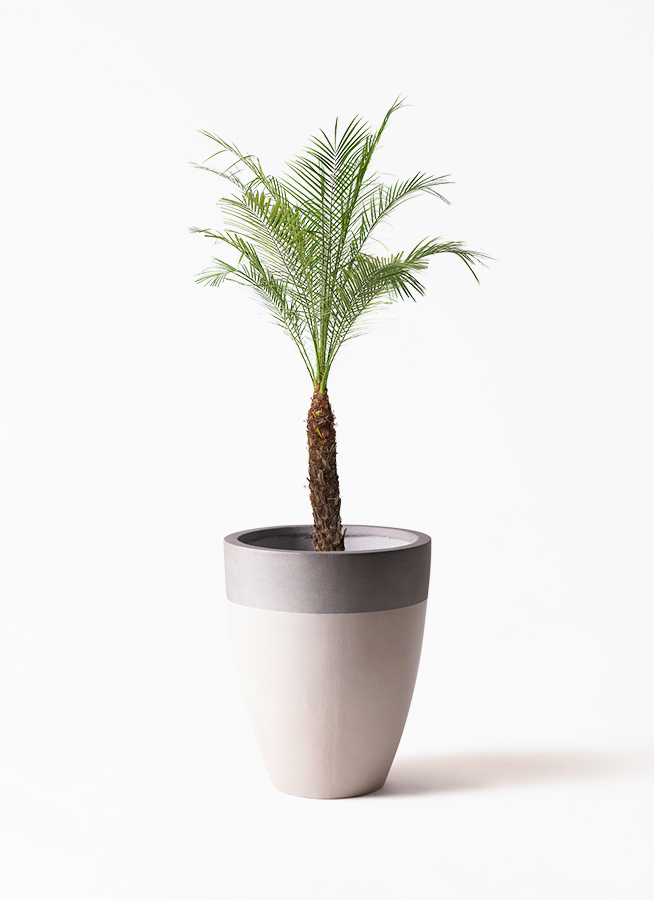 フェニックスロベレニー | 観葉植物の通販ならHitoHana(ひとはな) フェニックスロベレニー | 観葉植物の通販ならHitoHana(ひとはな)