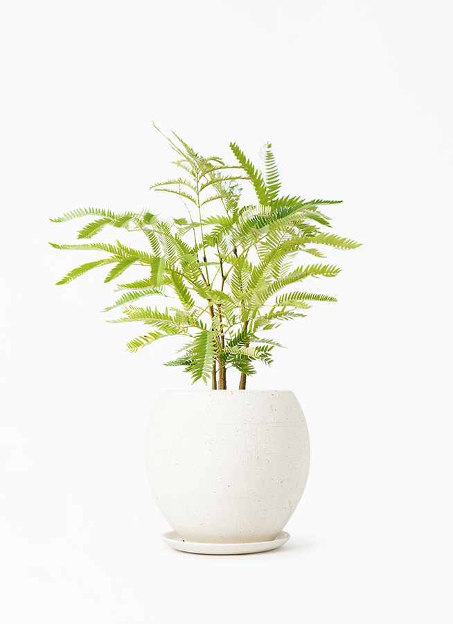 エバーフレッシュ 4号 | 観葉植物 | インテリアやギフトに