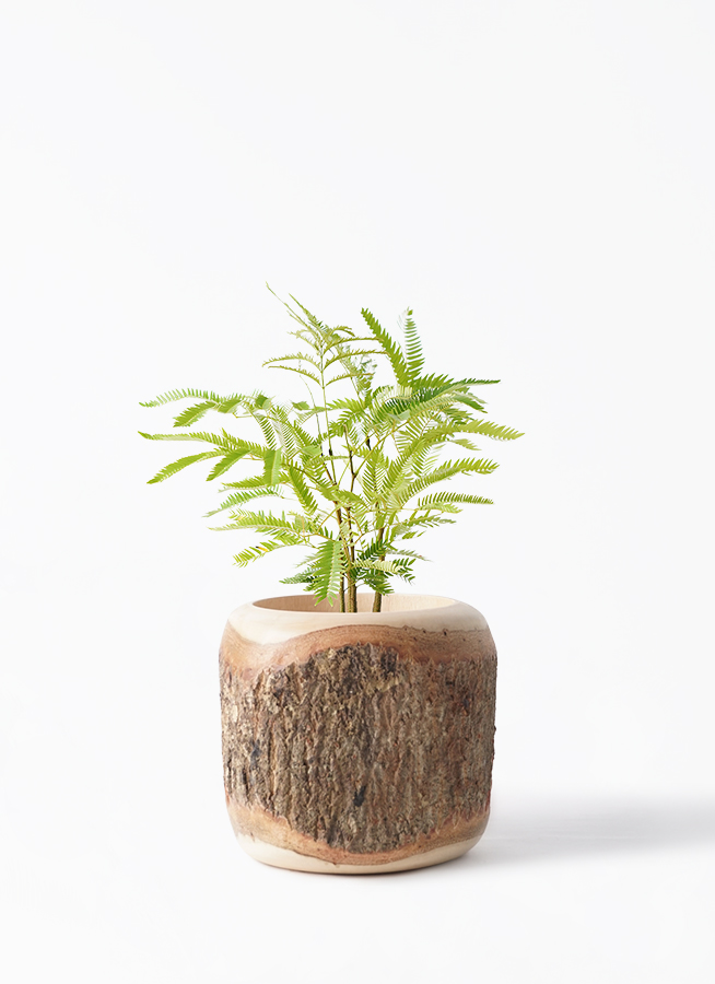 エバーフレッシュ 4号 | 観葉植物 | インテリアやギフトに - Hitohana